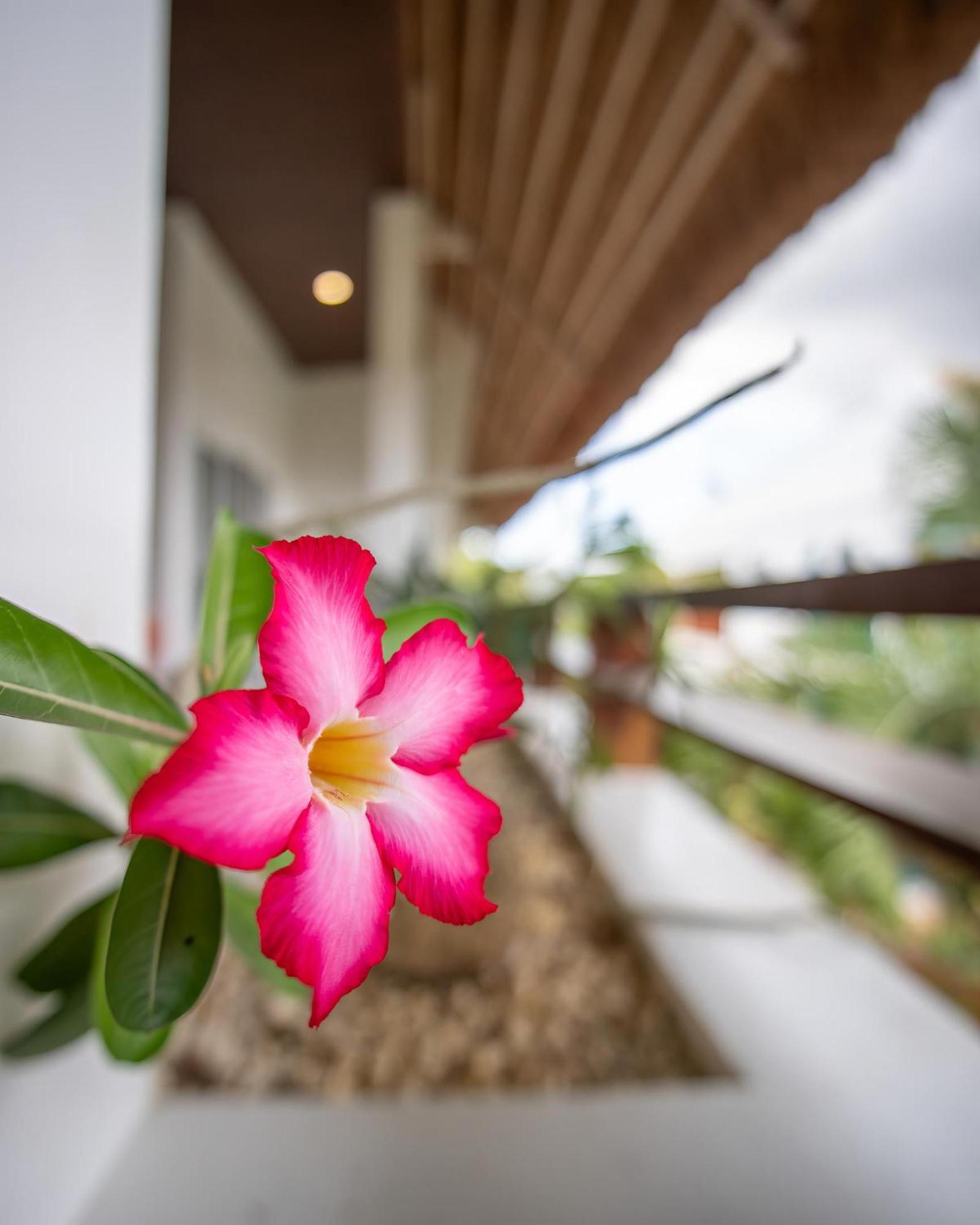 Amihan Resort